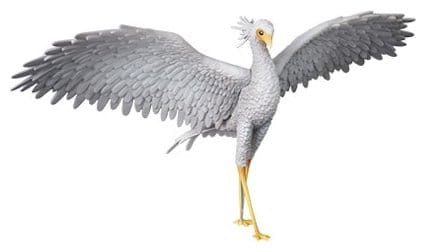 Flow - Secretarybird - UDF – Bild 3